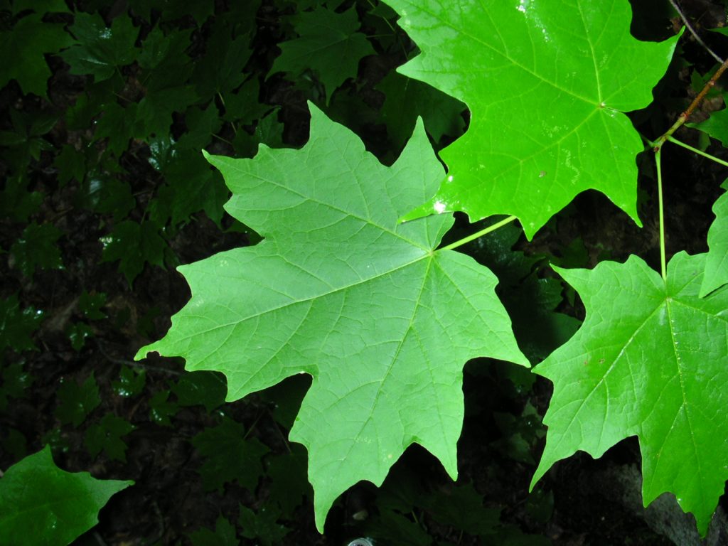 Acer saccharum 1 jgreenlee 5098070608 1024x768 - The Maple Leaf: A Symbol of Canada&rsquo;s Enduring Greatness